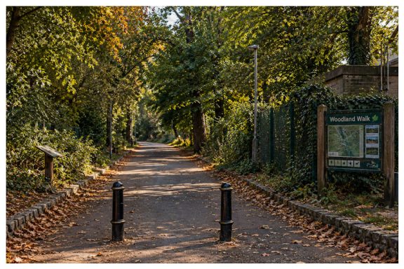 Woodland Walk